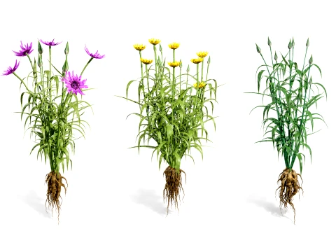 Piante vegetali di salsefrica nordamericana da Modello 3D
