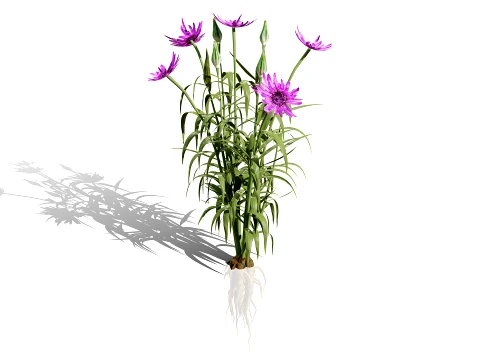 North Americn salsify vegetable plantfrom 3D Model