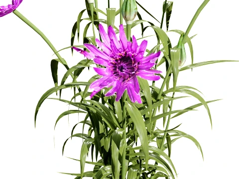 North Americn salsify vegetable plantfrom 3D Model