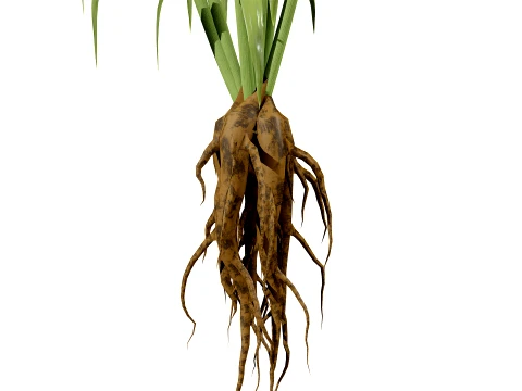 North Americn salsify vegetable plantfrom 3D Model