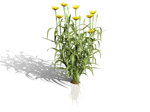 North Americn salsify vegetable plantfrom 3D Model