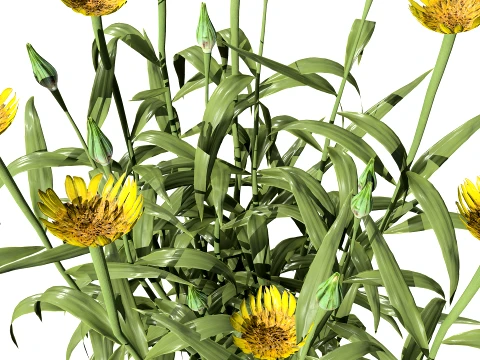 North Americn salsify vegetable plantfrom 3D Model