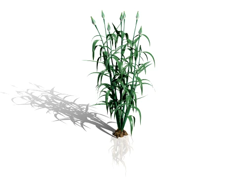North Americn salsify vegetable plantfrom 3D Model