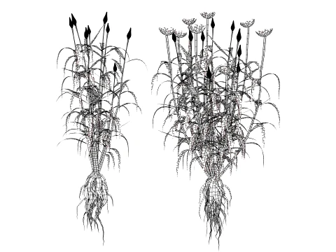 North Americn salsify vegetable plantfrom 3D Model