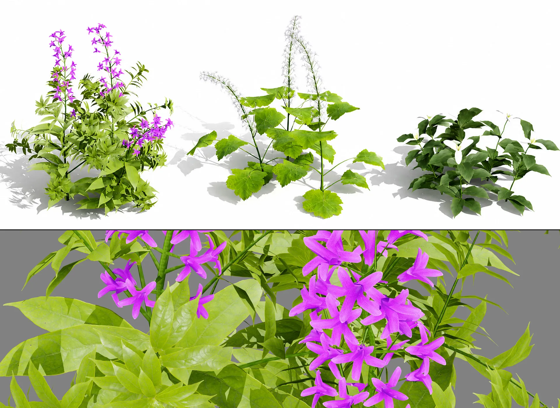 North American Wildflowers 02 3D Model .c4d .max .obj .3ds .fbx .stl .blend