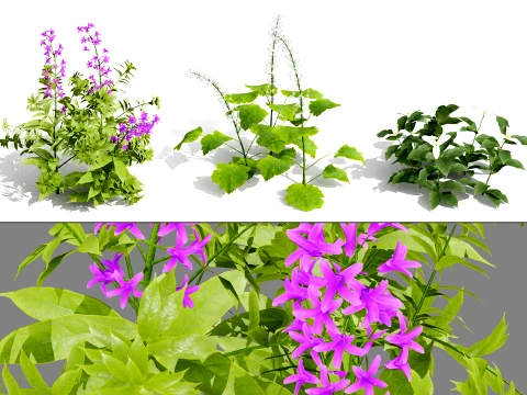 North American Wildflowers 02 3D Model