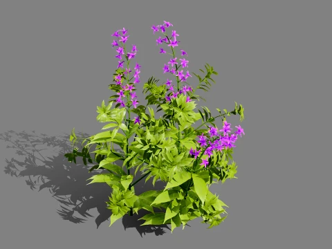 North American Wildflowers 02 3D Model