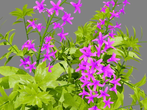 North American Wildflowers 02 3D Model