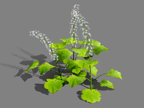 North American Wildflowers 02 3D Model