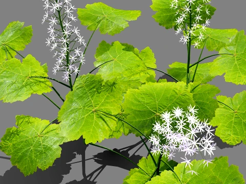 North American Wildflowers 02 3D Model