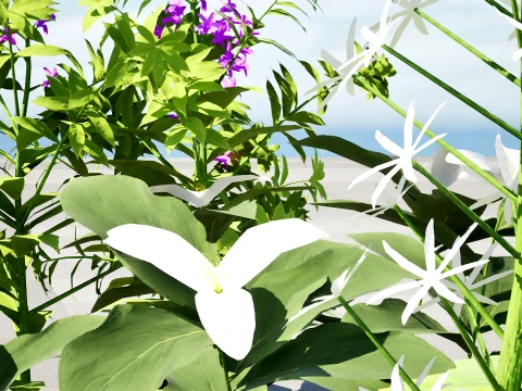 North American Wildflowers 02 3D Model