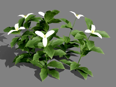 North American Wildflowers 02 3D Model