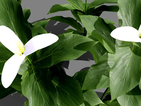 North American Wildflowers 02 3D Model