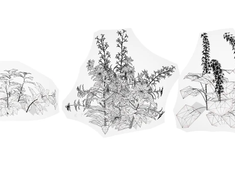 North American Wildflowers 02 3D Model
