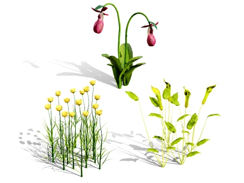 Fleurs sauvages d'Am&eacute;rique du Nord 03 Modèle 3D