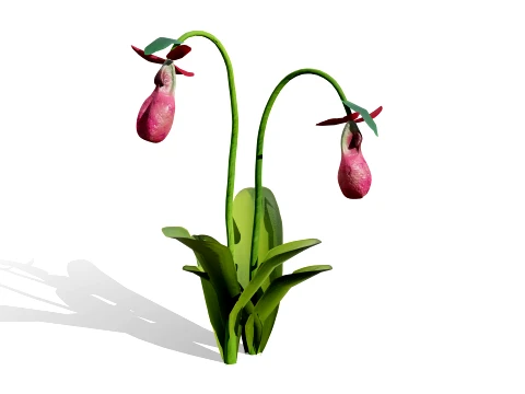 North American Wildflowers 03 3D Model