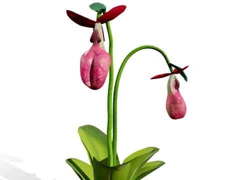 North American Wildflowers 03 3D Model