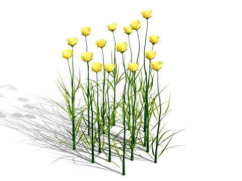North American Wildflowers 03 3D Model