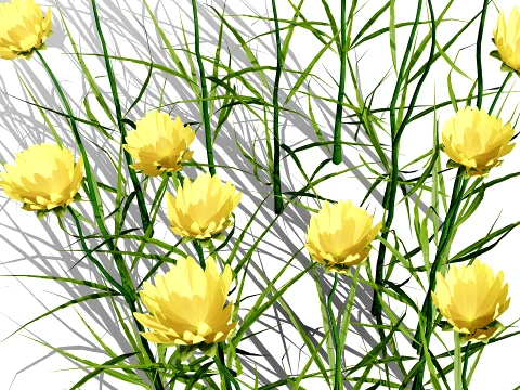 North American Wildflowers 03 3D Model