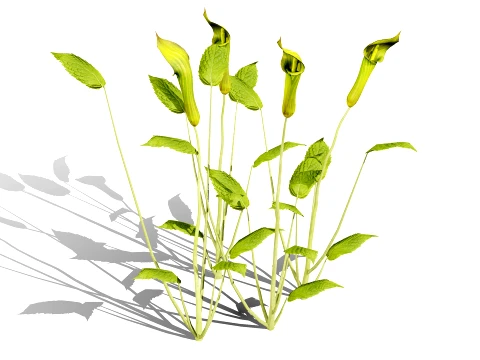 North American Wildflowers 03 3D Model