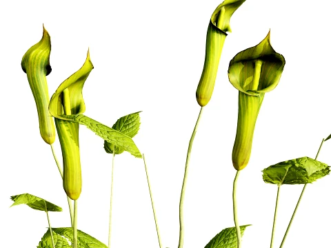 North American Wildflowers 03 3D Model