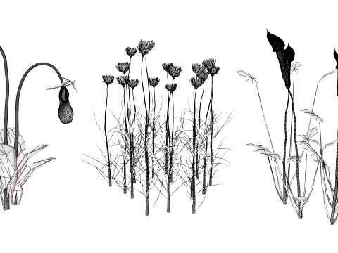North American Wildflowers 03 3D Model