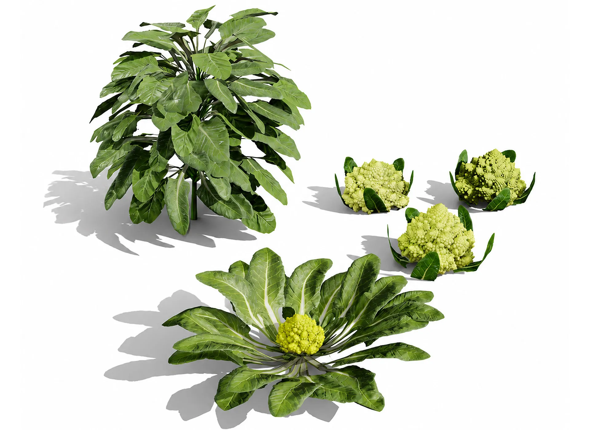 Romanesco vegetable plants 3D Model .c4d .max .obj .3ds .fbx .stl .blend 