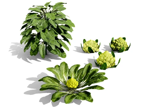 Romanesco vegetable plants 3D Model