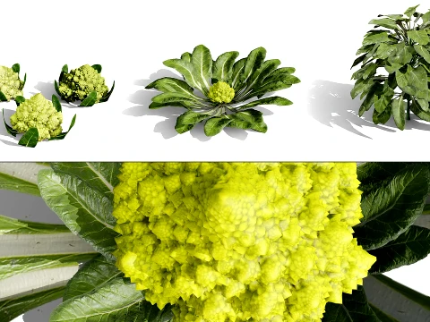 Romanesco vegetable plants 3D Model