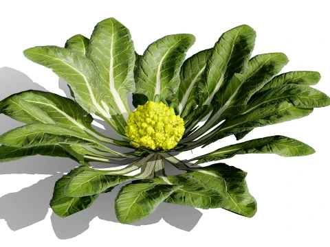 Romanesco vegetable plants 3D Model