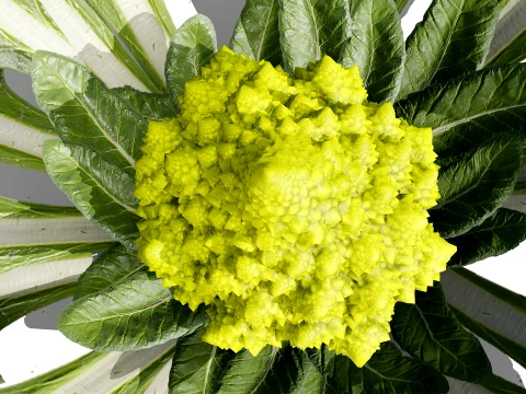 Romanesco vegetable plants 3D Model