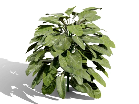 Romanesco vegetable plants 3D Model