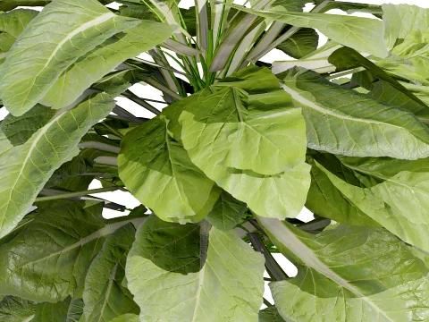 Romanesco vegetable plants 3D Model