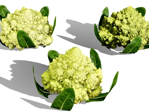 Romanesco vegetable plants 3D Model