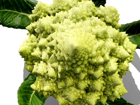 Romanesco vegetable plants 3D Model