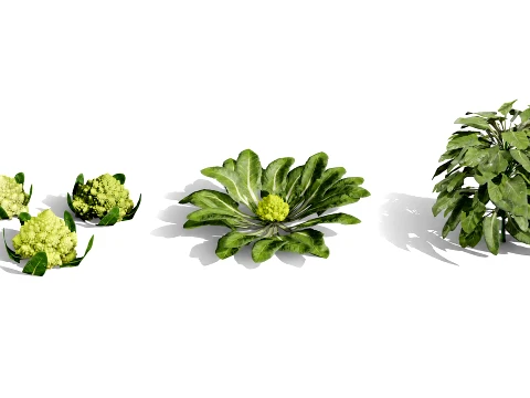 Romanesco vegetable plants 3D Model