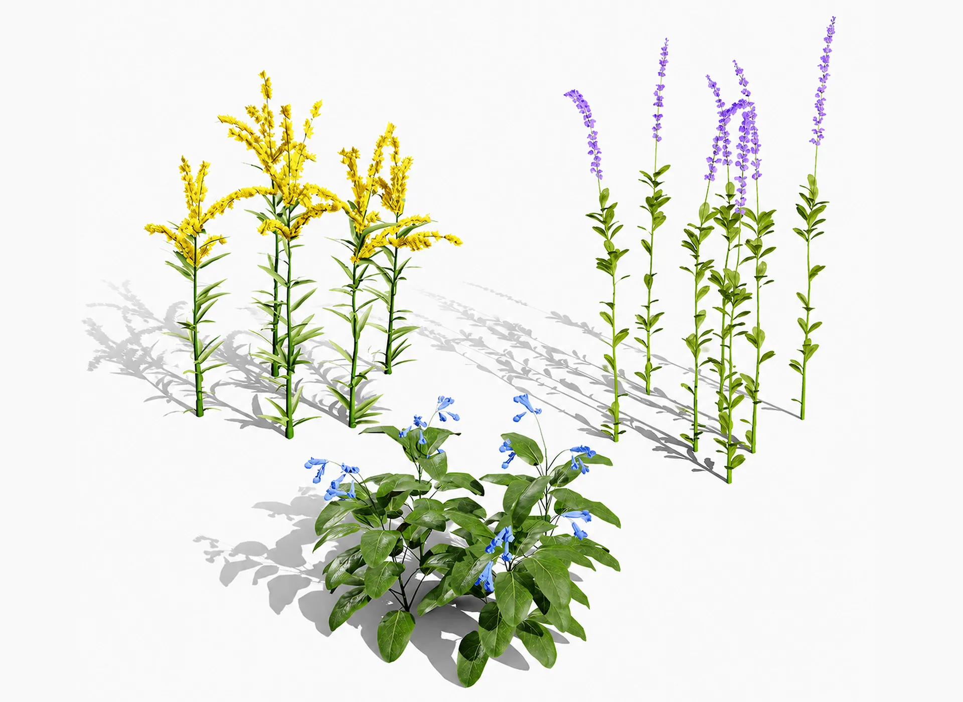 North American Wildflowers 01 3D Model .c4d .max .obj .3ds .fbx .stl .blend 