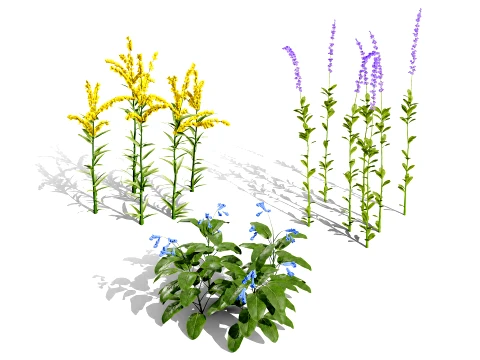 北アメリカの野生の花 01 3Dモデル