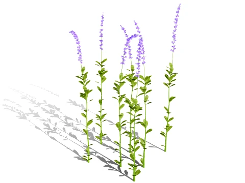 North American Wildflowers 01 3D Model