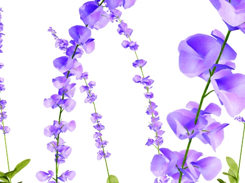 North American Wildflowers 01 3D Model