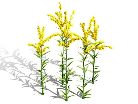 North American Wildflowers 01 3D Model