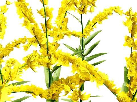 North American Wildflowers 01 3D Model