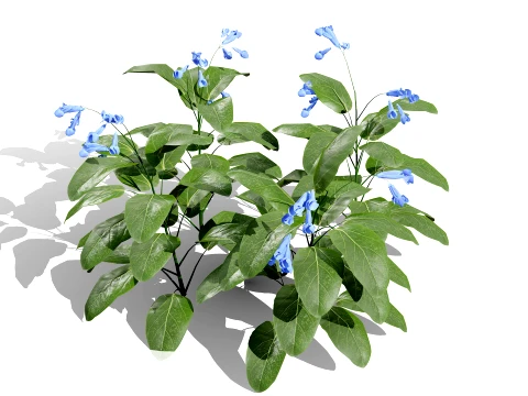 North American Wildflowers 01 3D Model