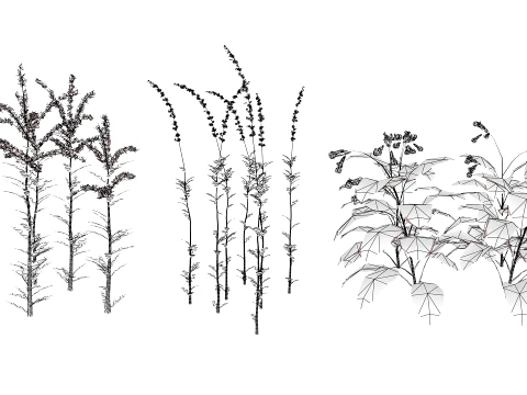 North American Wildflowers 01 3D Model
