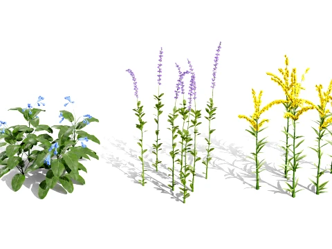 North American Wildflowers 01 3D Model