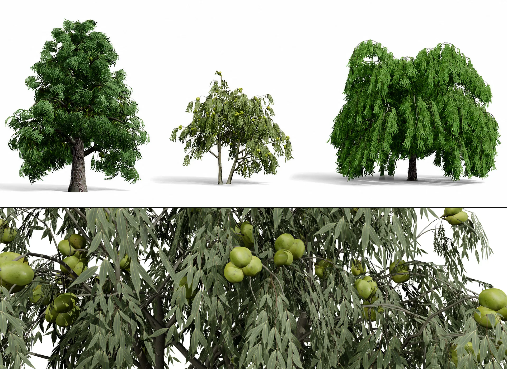 北米の一般的な木 3Dモデル .c4d .max .obj .3ds .fbx .stl .blend