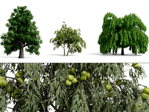 Árvores Comuns da América do Norte Modelo 3D