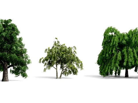北米の一般的な木 3Dモデル