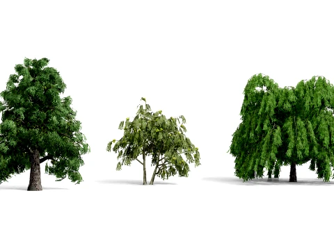 北米の一般的な木 3Dモデル