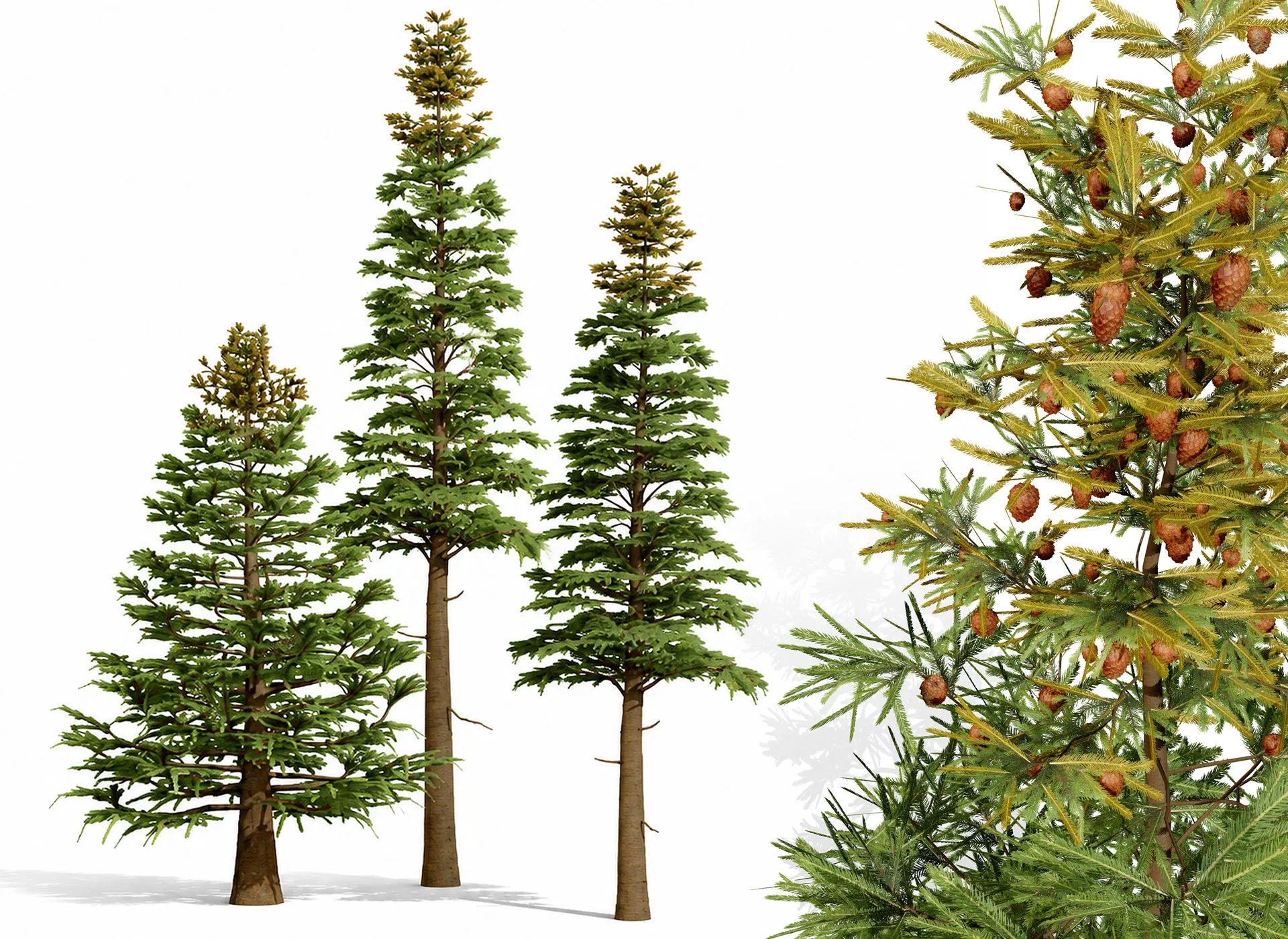 North American Firs Pack 3D Model .c4d .max .obj .3ds .fbx .stl .blend 